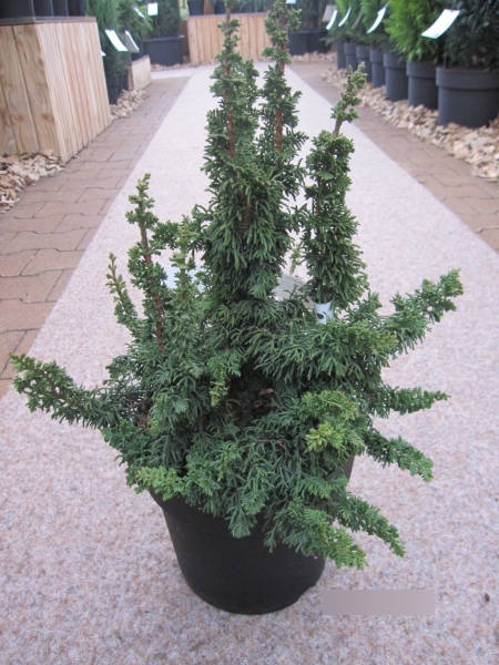 Thuja occidentalis Malonyana Holub - Zwerglebensbaum Malonyana Holub